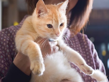 beppu