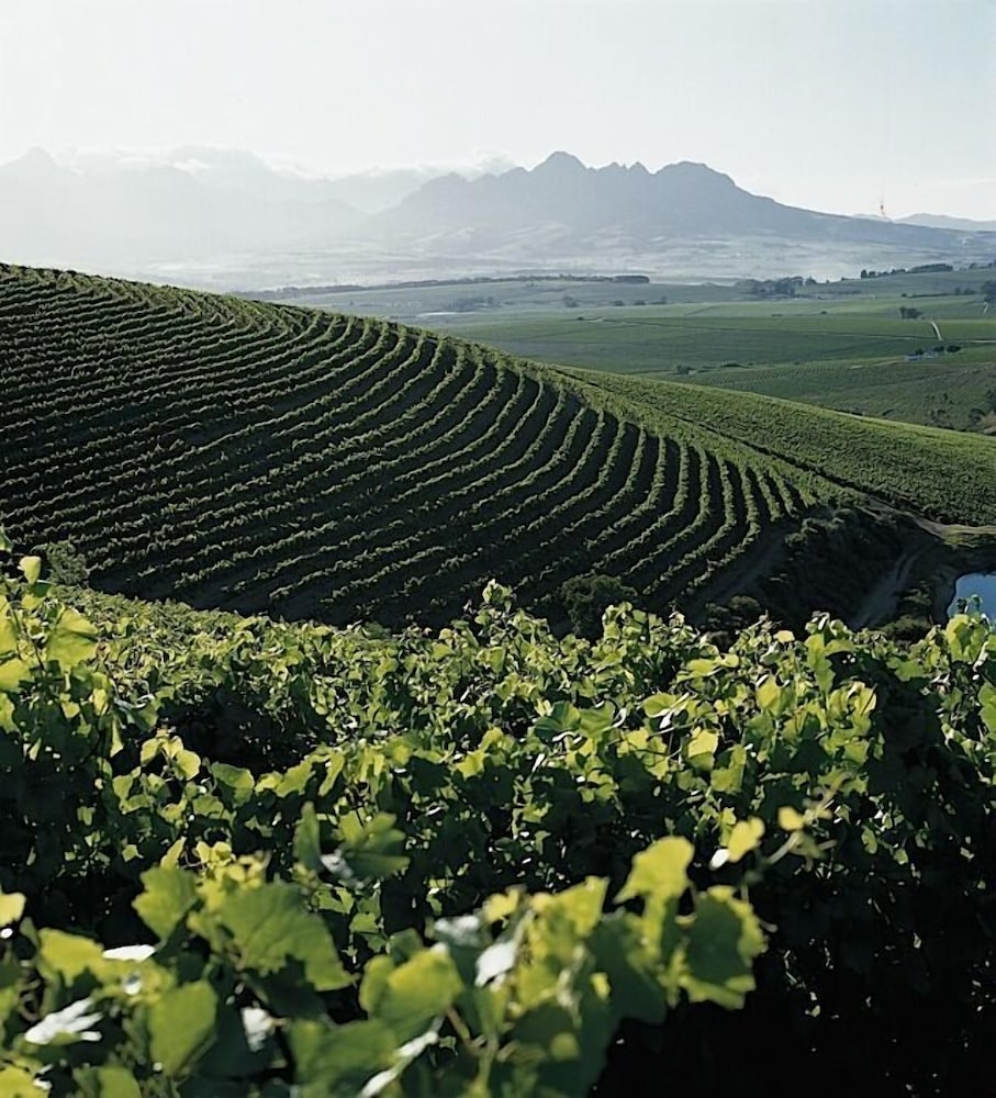 stellenbosch