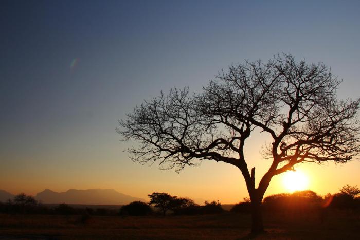 thornhill safari lodge