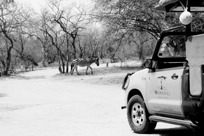 thornhill safari lodge