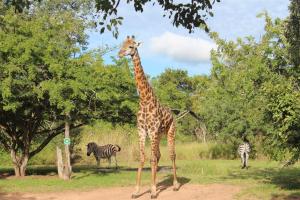 thornhill safari lodge