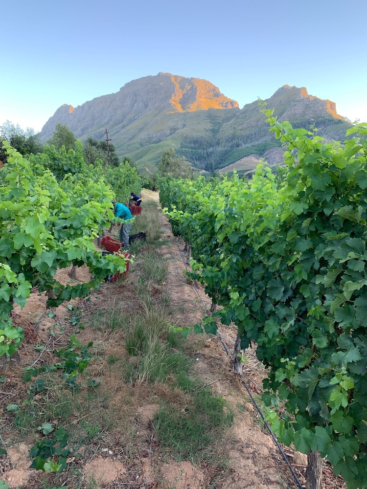 stellenbosch
