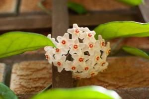 rustic manor bed and breakfast