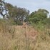 hoedspruit