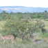 hoedspruit