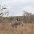 hoedspruit
