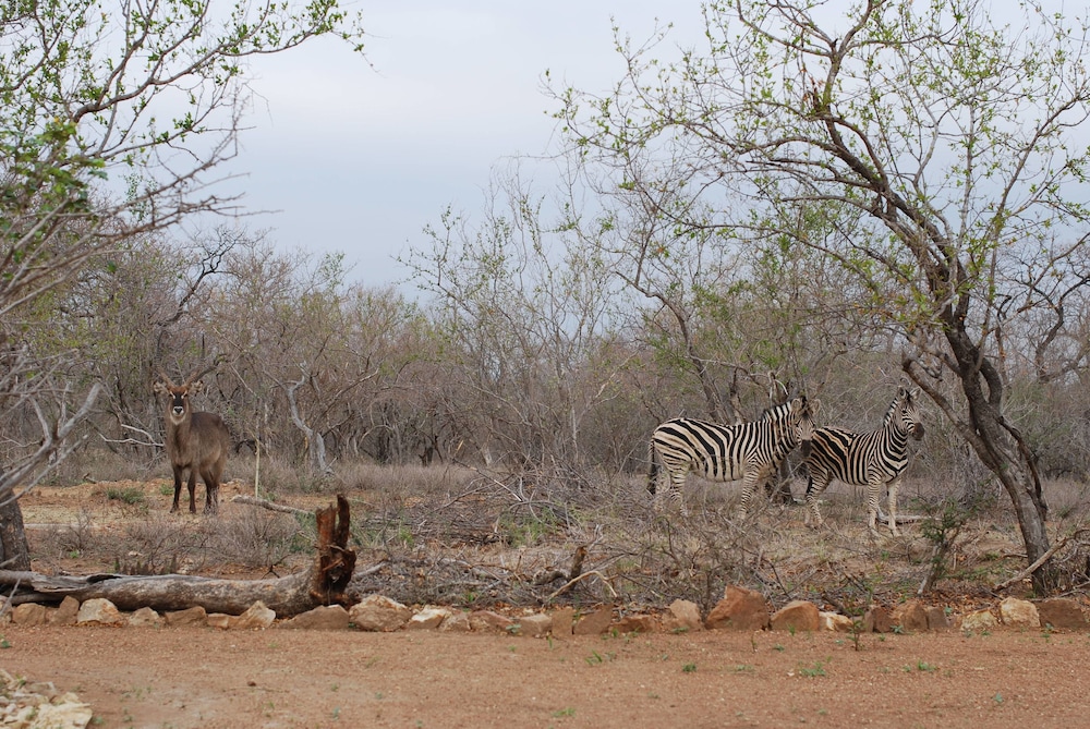 the baobab bush lodge