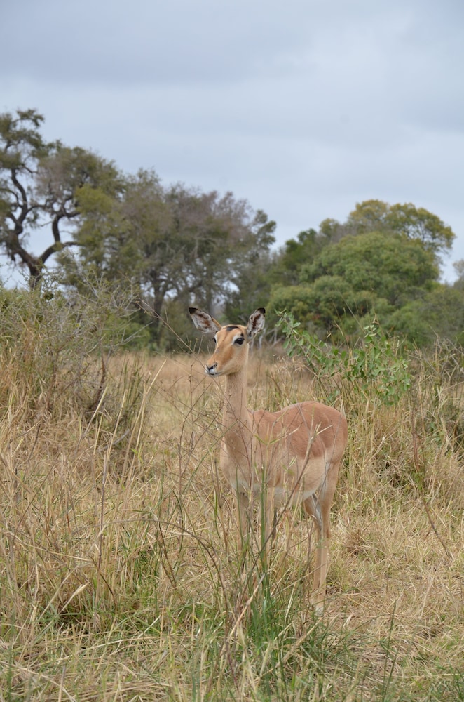 the baobab bush lodge