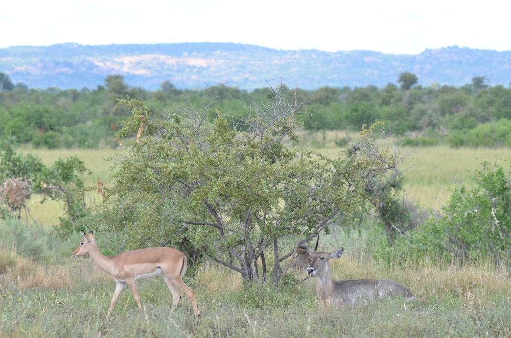 the baobab bush lodge