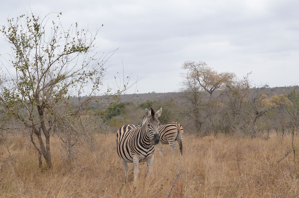 the baobab bush lodge