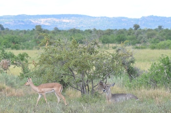 hoedspruit