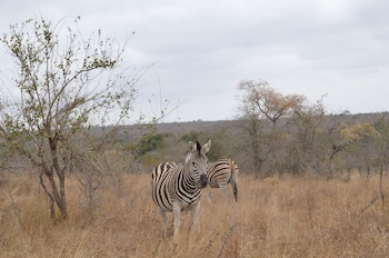 hoedspruit