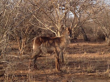 the baobab bush lodge