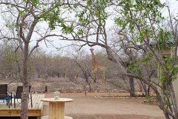 the baobab bush lodge