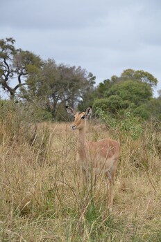 the baobab bush lodge