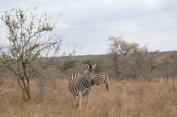 the baobab bush lodge