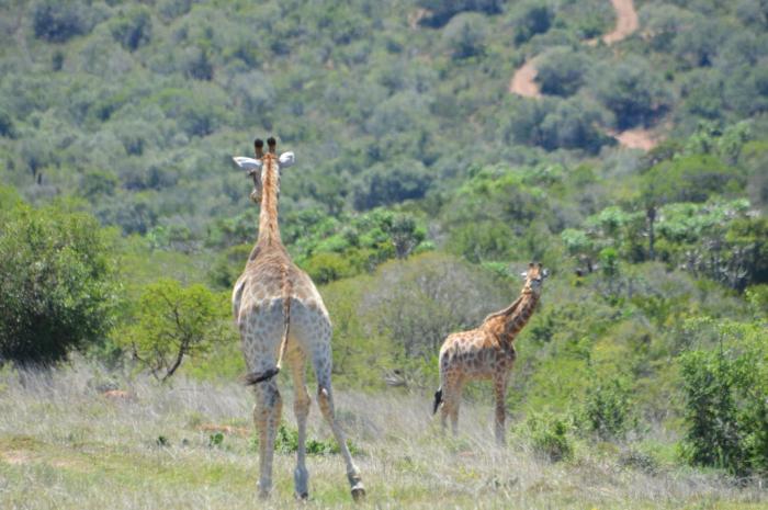 african safari lodge