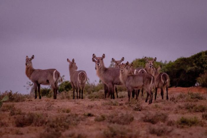 african safari lodge