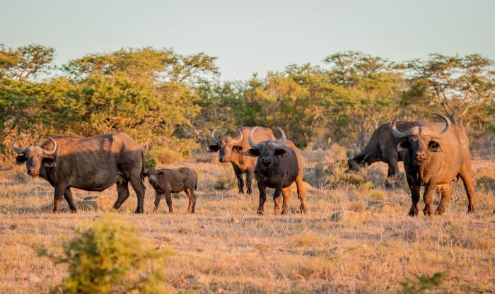 african safari lodge