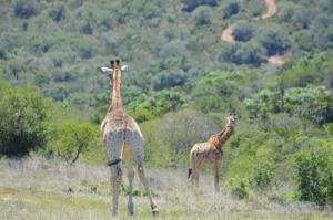 african safari lodge