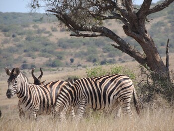 Nukakamma River Guesthouse,Bluewater Bay>>Addo,3.5 star