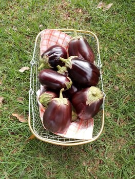 lighthouse farm backpackers lodge