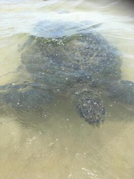 tangalle