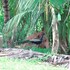 tangalle