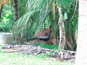 tangalle