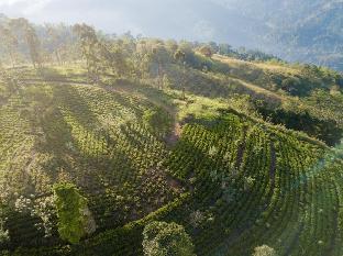 Mount Havana,In Gampola,4 star