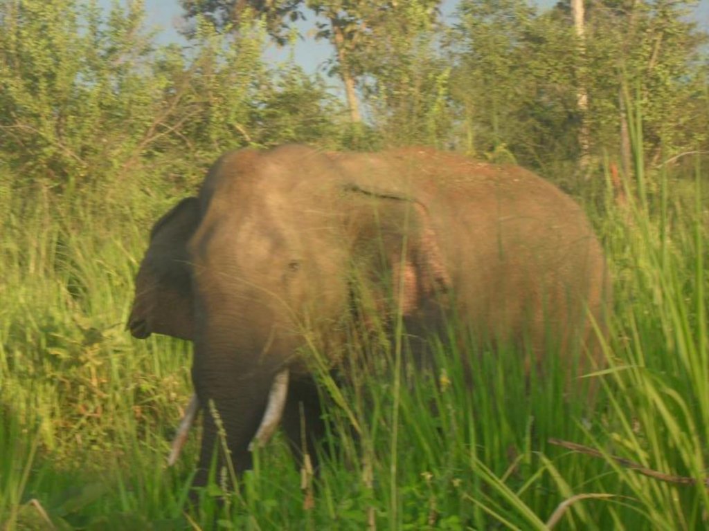 sanoga resort habarana