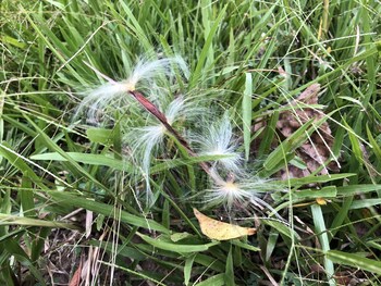 ahaspokuna by eco team