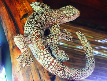 ahaspokuna by eco team