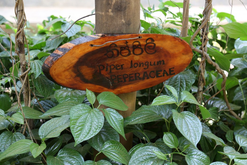 pinthaliya resort and spa