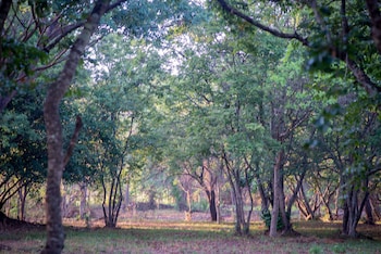 dambulla