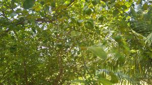 araliya self cooking resort dambulla