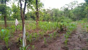 araliya self cooking resort dambulla