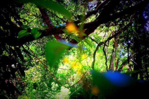 samadhi nature resort