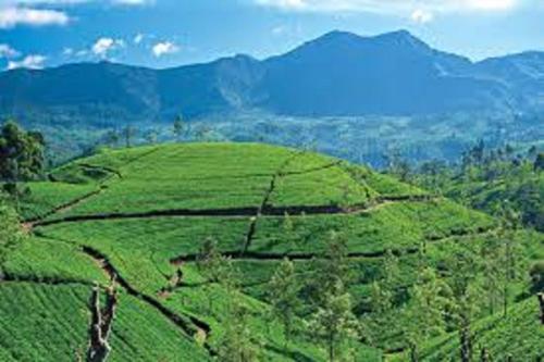 samadhi nature resort