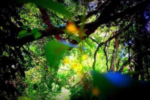 samadhi nature resort