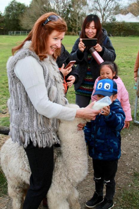 silverstream alpaca farmstay and tour