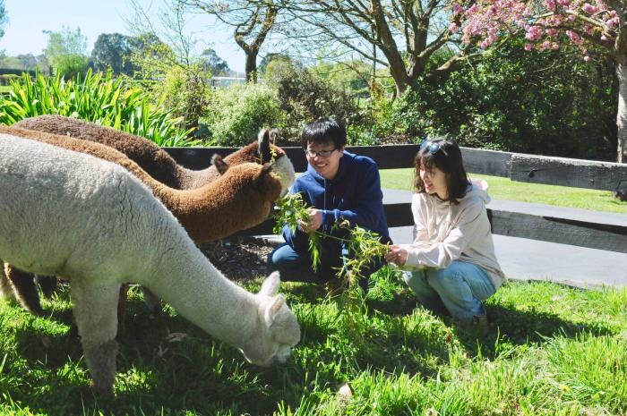 silverstream alpaca farmstay and tour