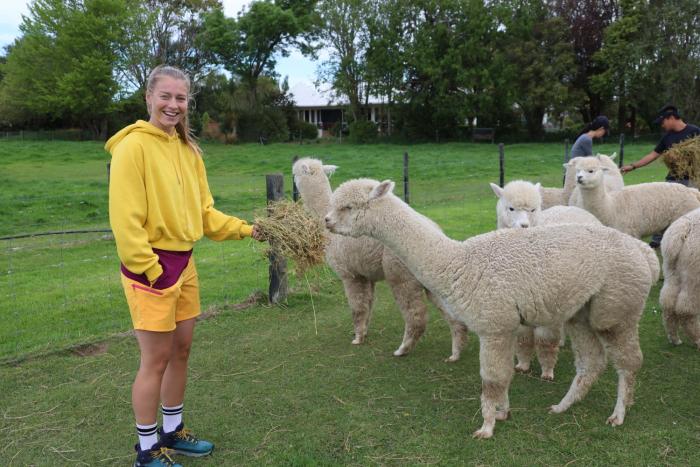 silverstream alpaca farmstay and tour