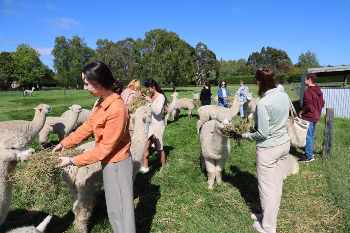 silverstream alpaca farmstay and tour