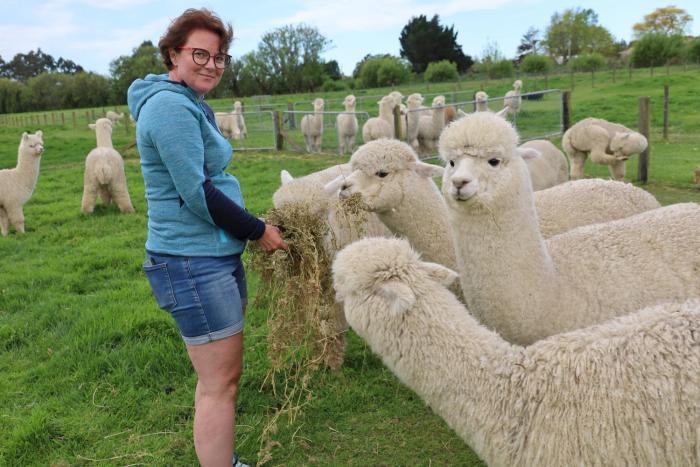 silverstream alpaca farmstay and tour