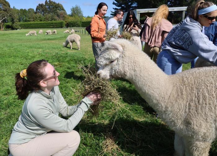 silverstream alpaca farmstay and tour