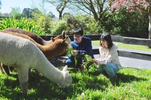 silverstream alpaca farmstay and tour