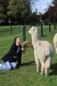 silverstream alpaca farmstay and tour