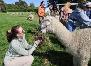 silverstream alpaca farmstay and tour