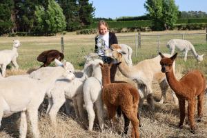 silverstream alpaca farmstay and tour